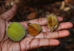 Lepisanthes tetraphylla
