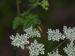 Cortodera humeralis