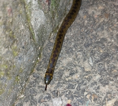 Atractus