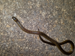 Atractus