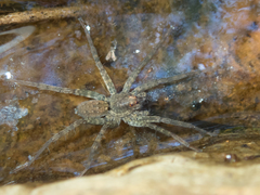 Pardosa sumatrana