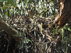 Buteo jamaicensis