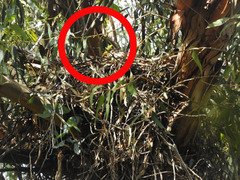 Buteo jamaicensis