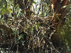 Buteo jamaicensis