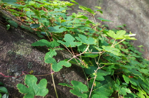 Vitis ficifolia f. sinuata iNat (3)