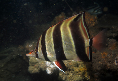 Chelmonops truncatus