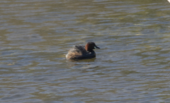 Tachybaptus ruficollis
