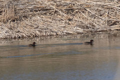 Tachybaptus ruficollis