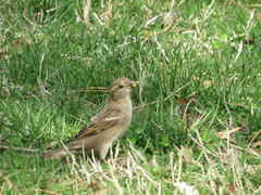 Passer domesticus