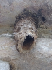 Panyptila cayennensis