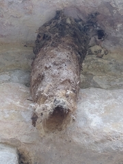 Panyptila cayennensis