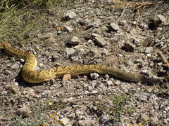 Crotalus molossus oaxacus