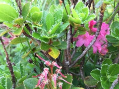 Rhododendron hirsutum