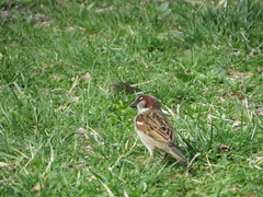 Passer domesticus