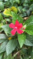 Ruellia elegans