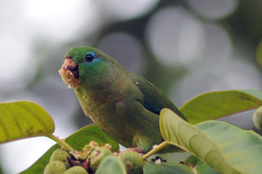 Spectacled Parrotlet photo 2