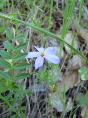 Leptosiphon androsaceus