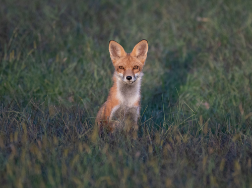 Red Fox photographed in Kansas