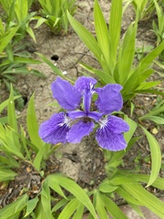 Iris tectorum