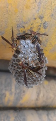 Polistes myersi