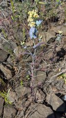 Streptanthus diversifolius