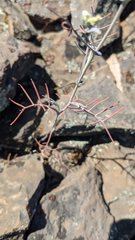 Streptanthus diversifolius