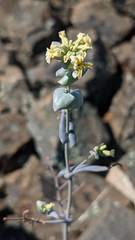 Streptanthus diversifolius