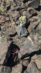 Streptanthus diversifolius