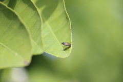 Ozodiceromyia nigrimana