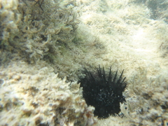 Echinometra lucunter
