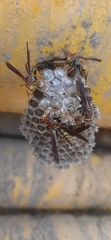 Polistes myersi