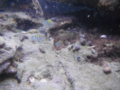 Abudefduf saxatilis