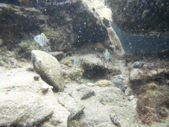 Abudefduf saxatilis