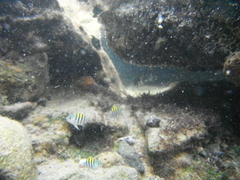 Abudefduf saxatilis