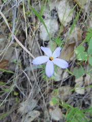 Leptosiphon androsaceus