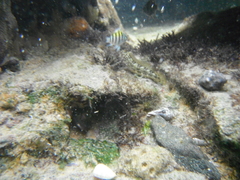 Actinopterygii