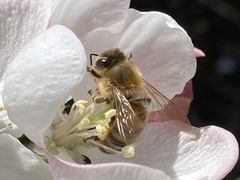 Apis mellifera