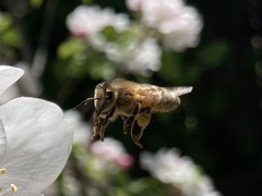 Apis mellifera