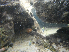 Actinopterygii