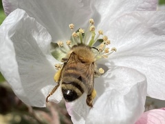 Apis mellifera