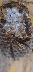 Polistes myersi