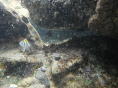 Abudefduf saxatilis