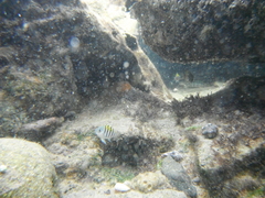 Abudefduf saxatilis