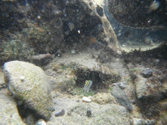 Abudefduf saxatilis