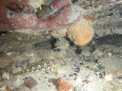 Scartella cristata