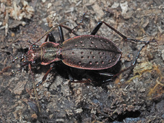 Carabus irregularis