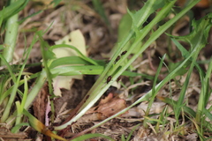 Uroleucon sonchi