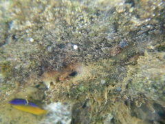 Stegastes variabilis