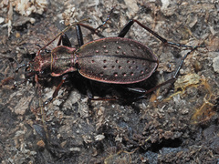 Carabus irregularis