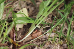 Uroleucon sonchi